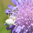 Suspicious Scabious -- Misumena vatia on Knautia arvensis (L.) Coult.