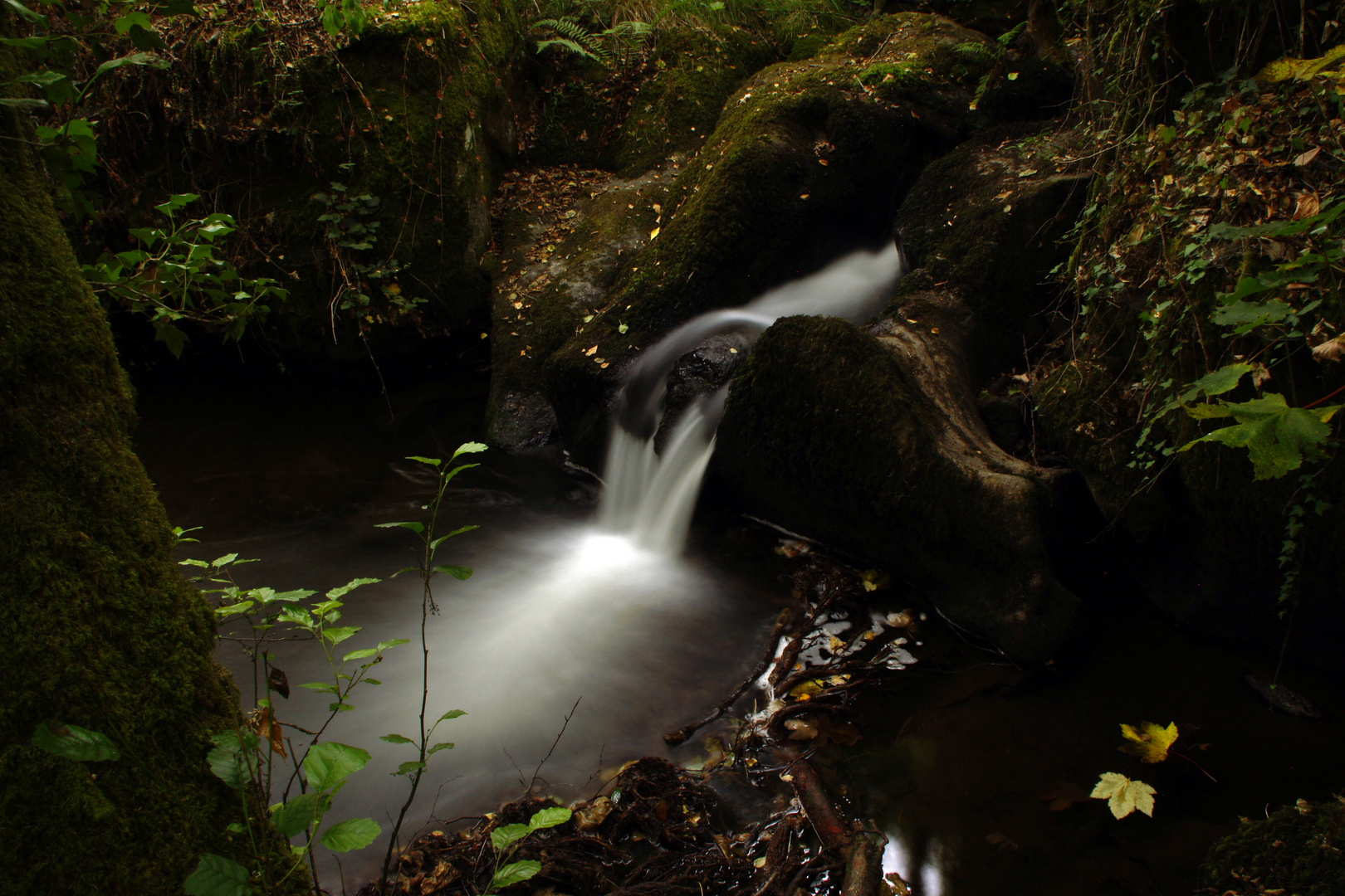 Susurros de la naturaleza.