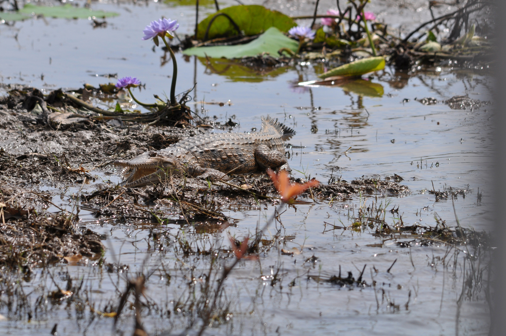 Suswassercrocodile