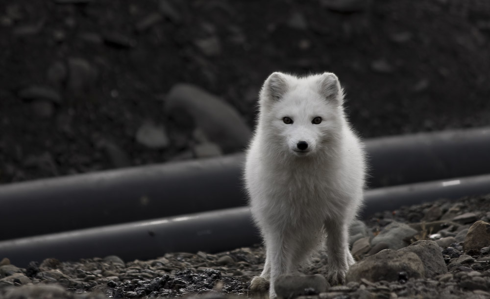 Svalbard 08_09_04 Polarfuchs