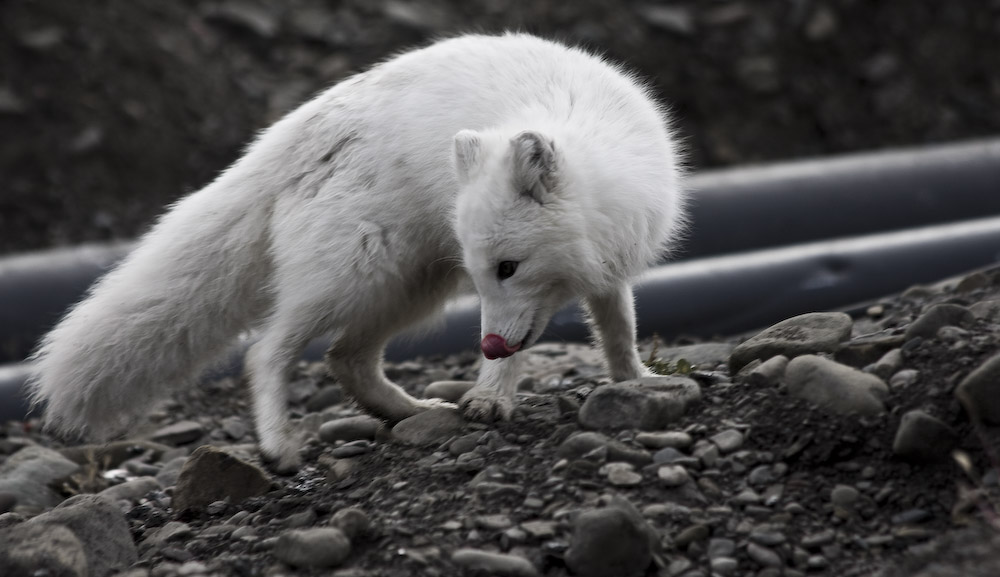 Svalbard 08_09_04 Polarfuchs2