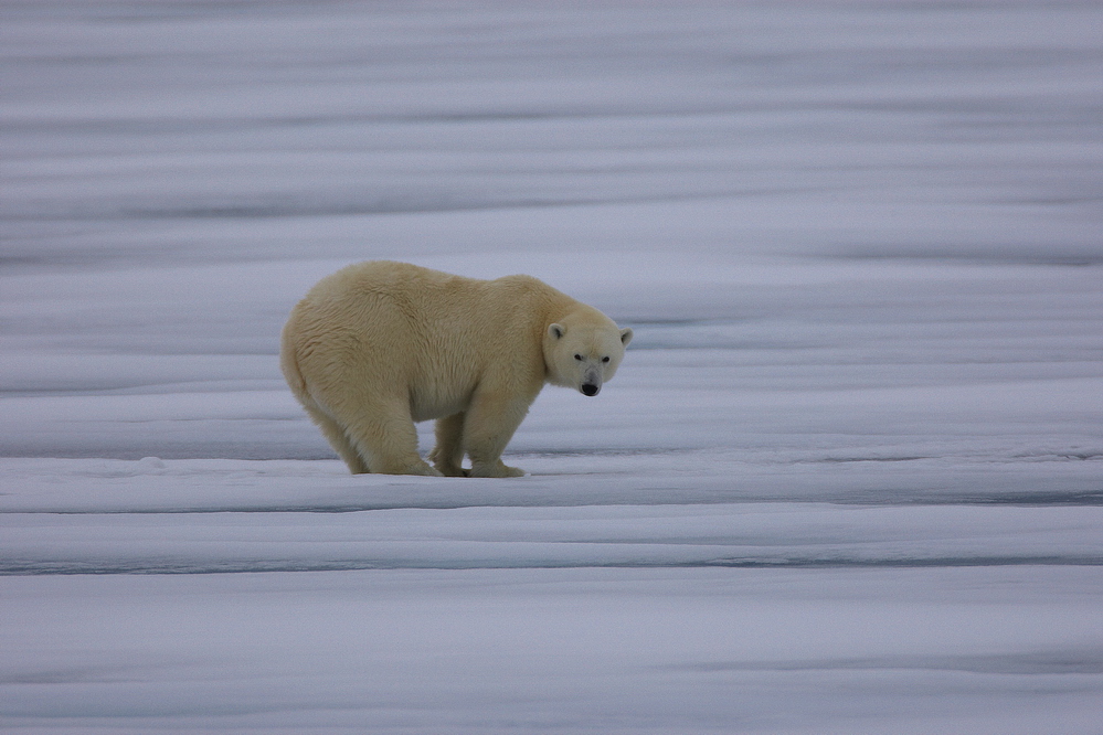 Svalbard #10