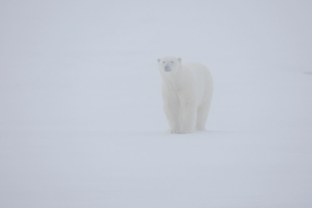 Svalbard #20