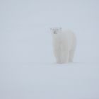 Svalbard #20