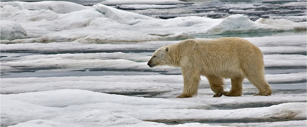 SVALBARD 2008 (25)