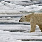 SVALBARD 2008 (25)