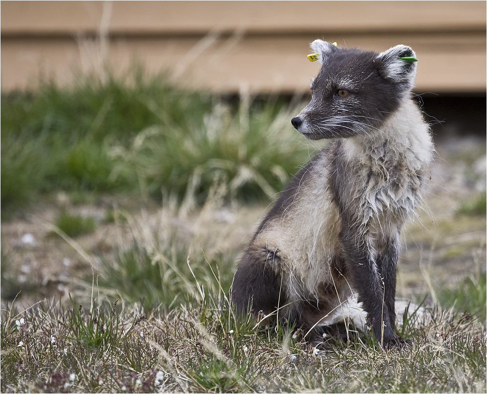 SVALBARD 2008 (27)