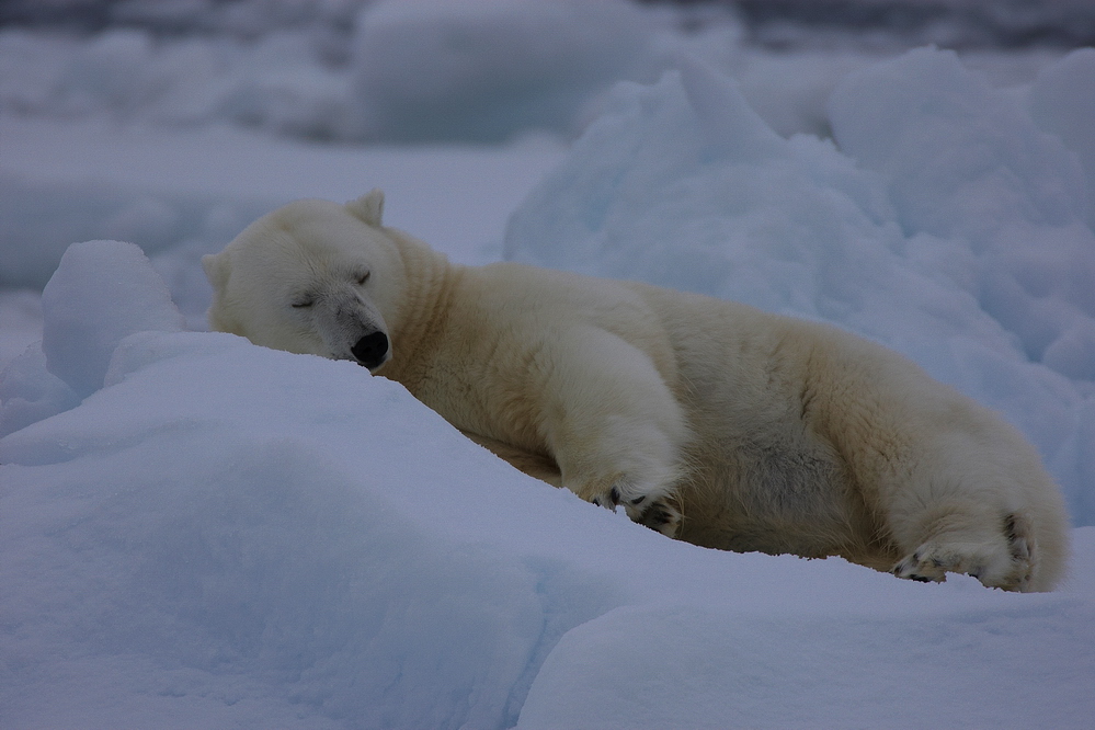 Svalbard #3