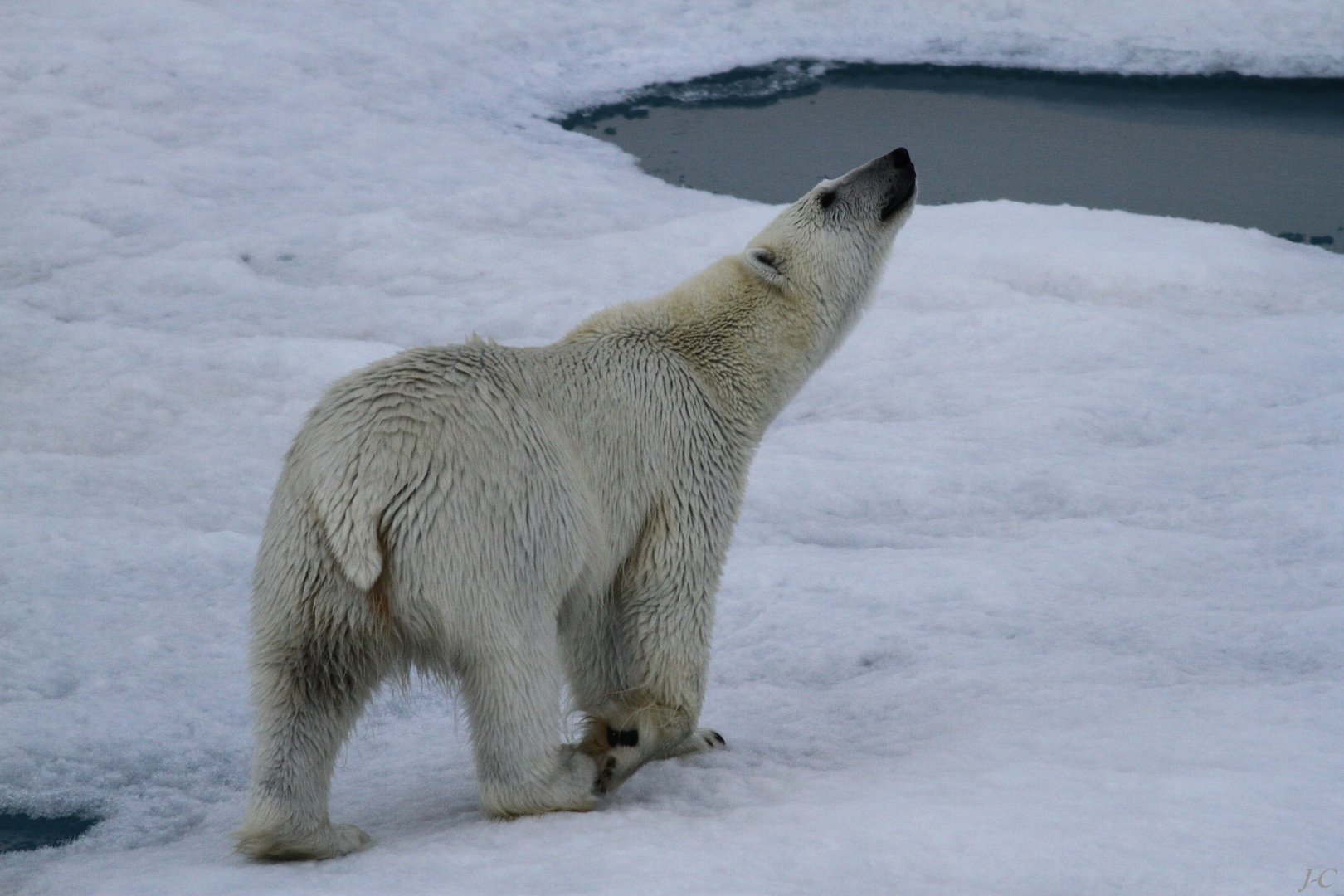 " SVALBARD "