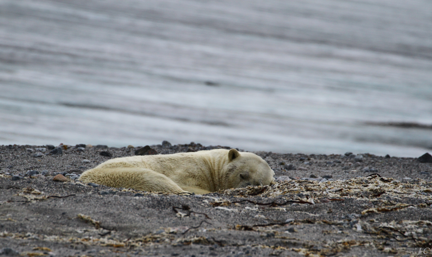 " SVALBARD "