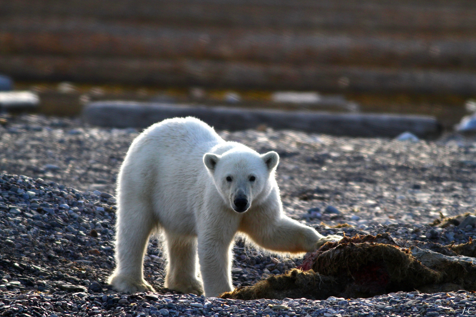 " SVALBARD "