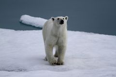" SVALBARD "