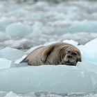 Svalbard - Leben auf dem Eis