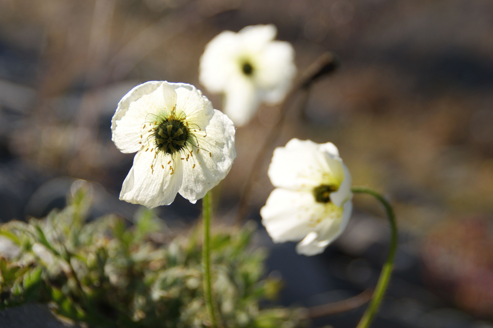 Svalbard-Mohn