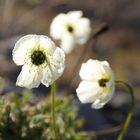 Svalbard-Mohn