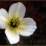 Svalbard Mohn....