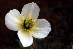 Svalbard Mohn....