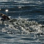 Svalbard Puffin