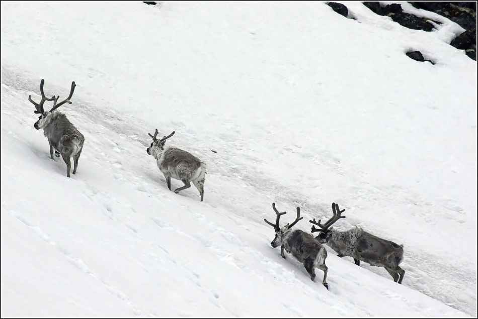 Svalbard Rentier....