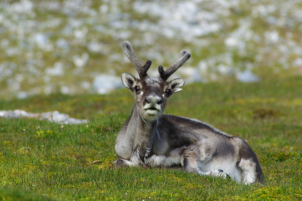 SVALBARD, Spitzbergen 037