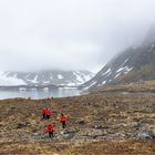 Svalbard's Tundra