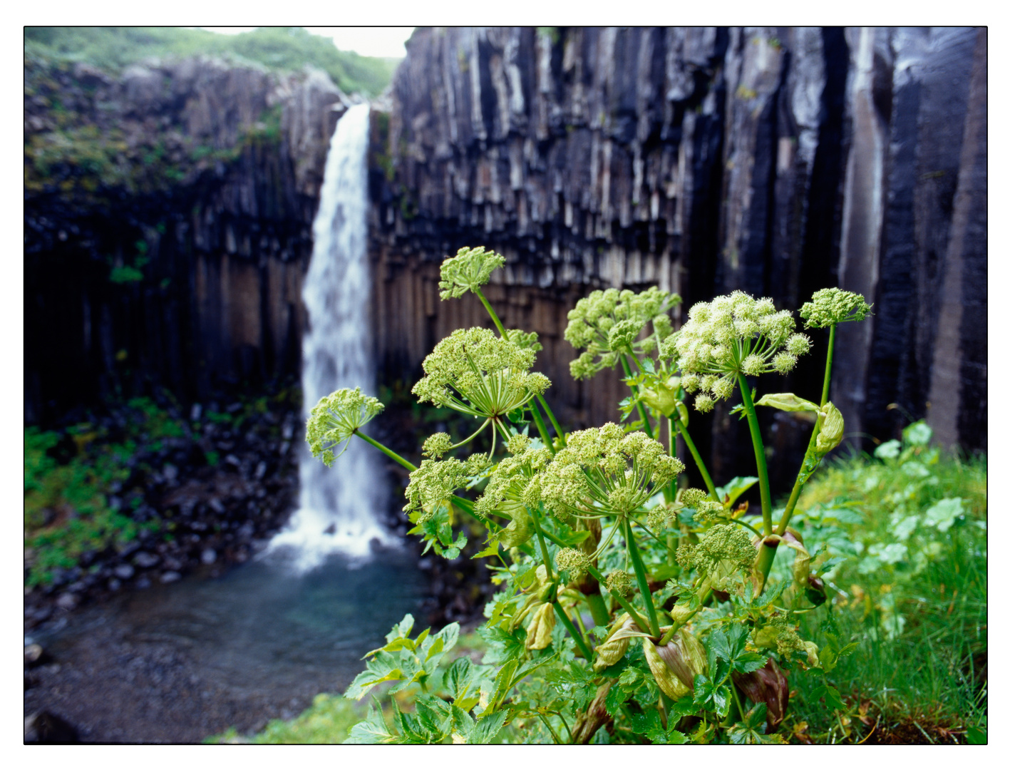 Svartifoss