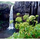 Svartifoss