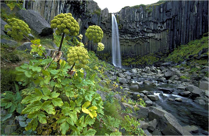 Svartifoss