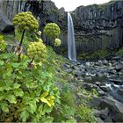 Svartifoss