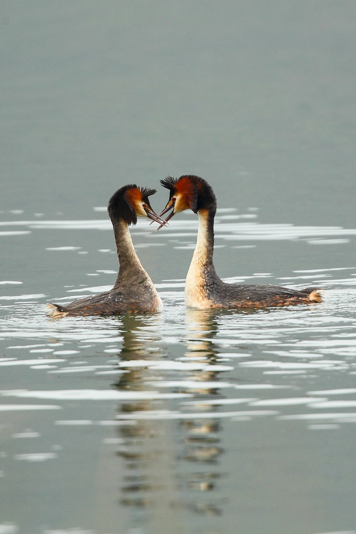 Svassi maggiori in amore