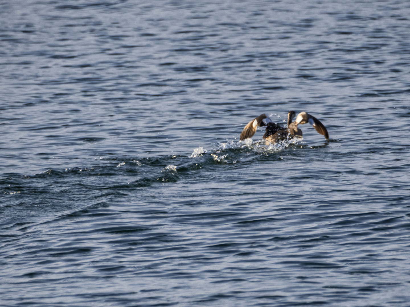 Svasso in azione