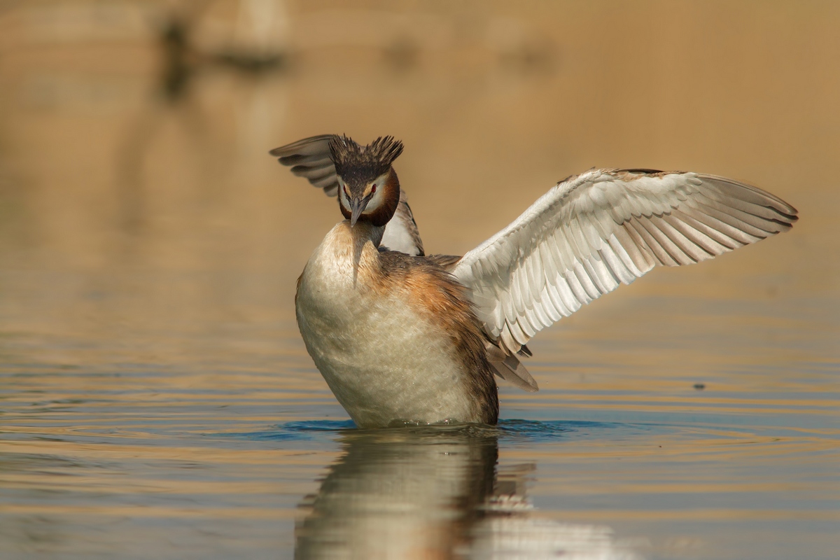 svasso maggiore (Podiceps cristatus)