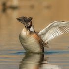 svasso maggiore (Podiceps cristatus)