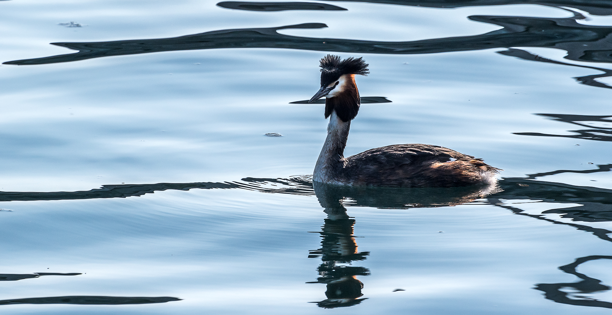 Svasso Maggiore, Podiceps cristatus