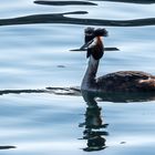 Svasso Maggiore, Podiceps cristatus