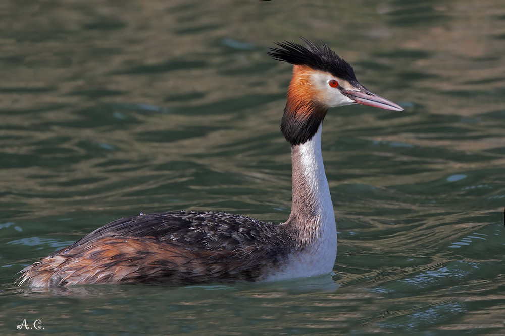 Svasso Maggiore ( ( Podiceps Cristatus )