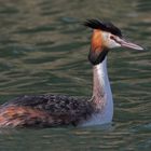 Svasso Maggiore ( ( Podiceps Cristatus )