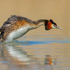 Svasso maggiore (Podiceps cristatus)