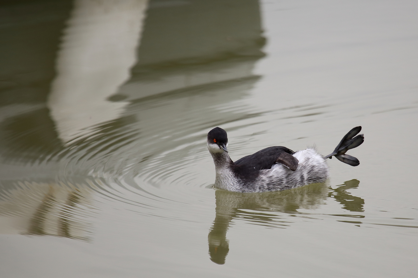 svasso piccolo(Podiceps nigricollis)