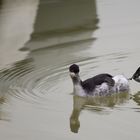 svasso piccolo(Podiceps nigricollis)