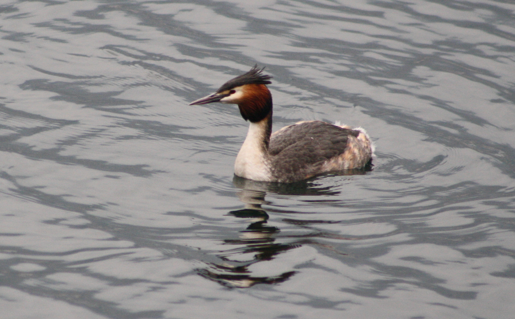 Svasso sul lago