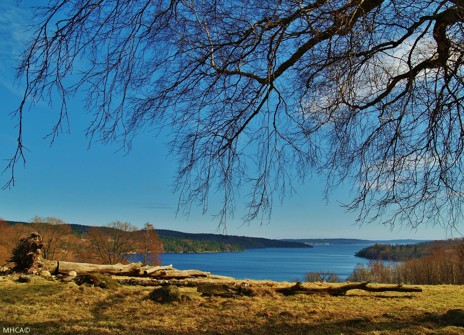 Sverige * Fjäråsbräcka Lygnern 1 * Våren