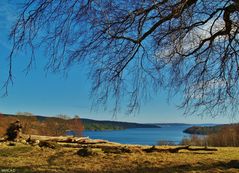 Sverige * Fjäråsbräcka Lygnern 1 * Våren