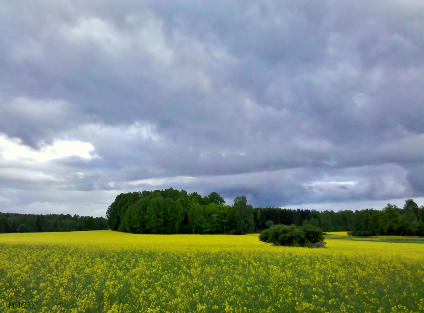 Sverige  *   Östergötland  *   Raps