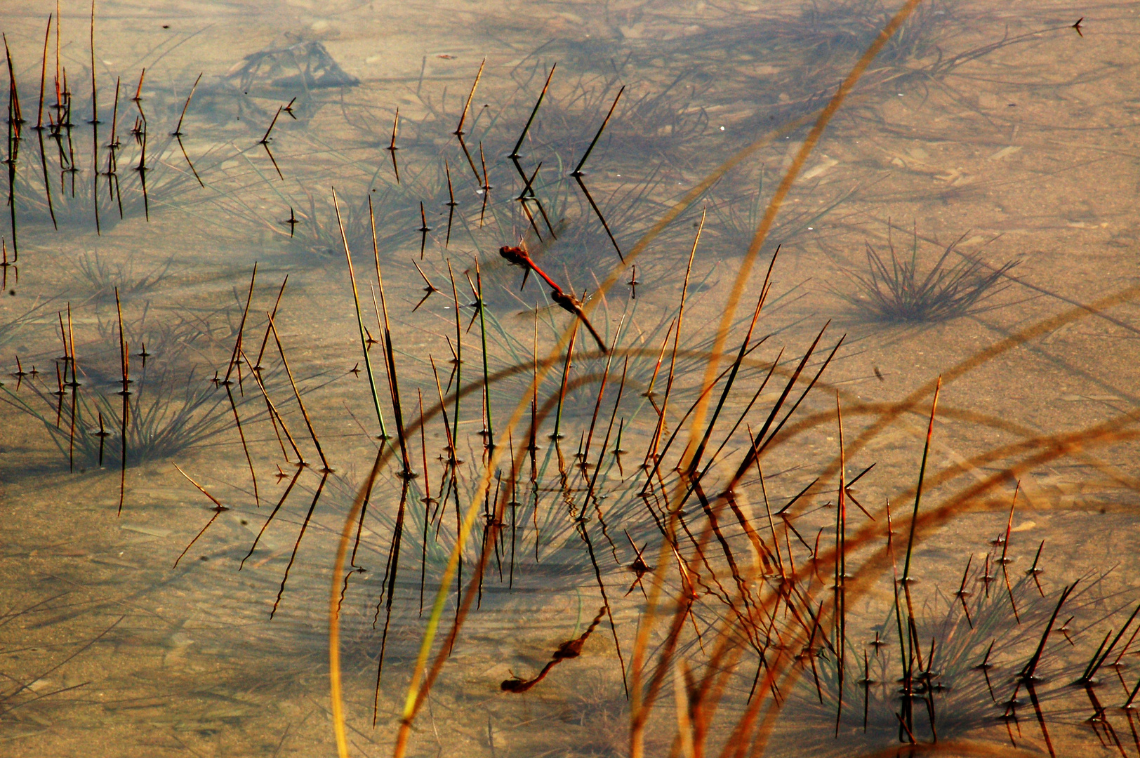 Svolazzando nel mare.