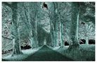 SW 062 Drummond Allee # 03 von Helene Kramarcsik