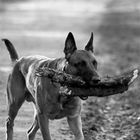 S/W-Aufnahme Belgischer Schäferhund - Malinois - edit