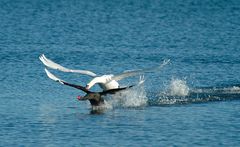 s/w Duellflug
