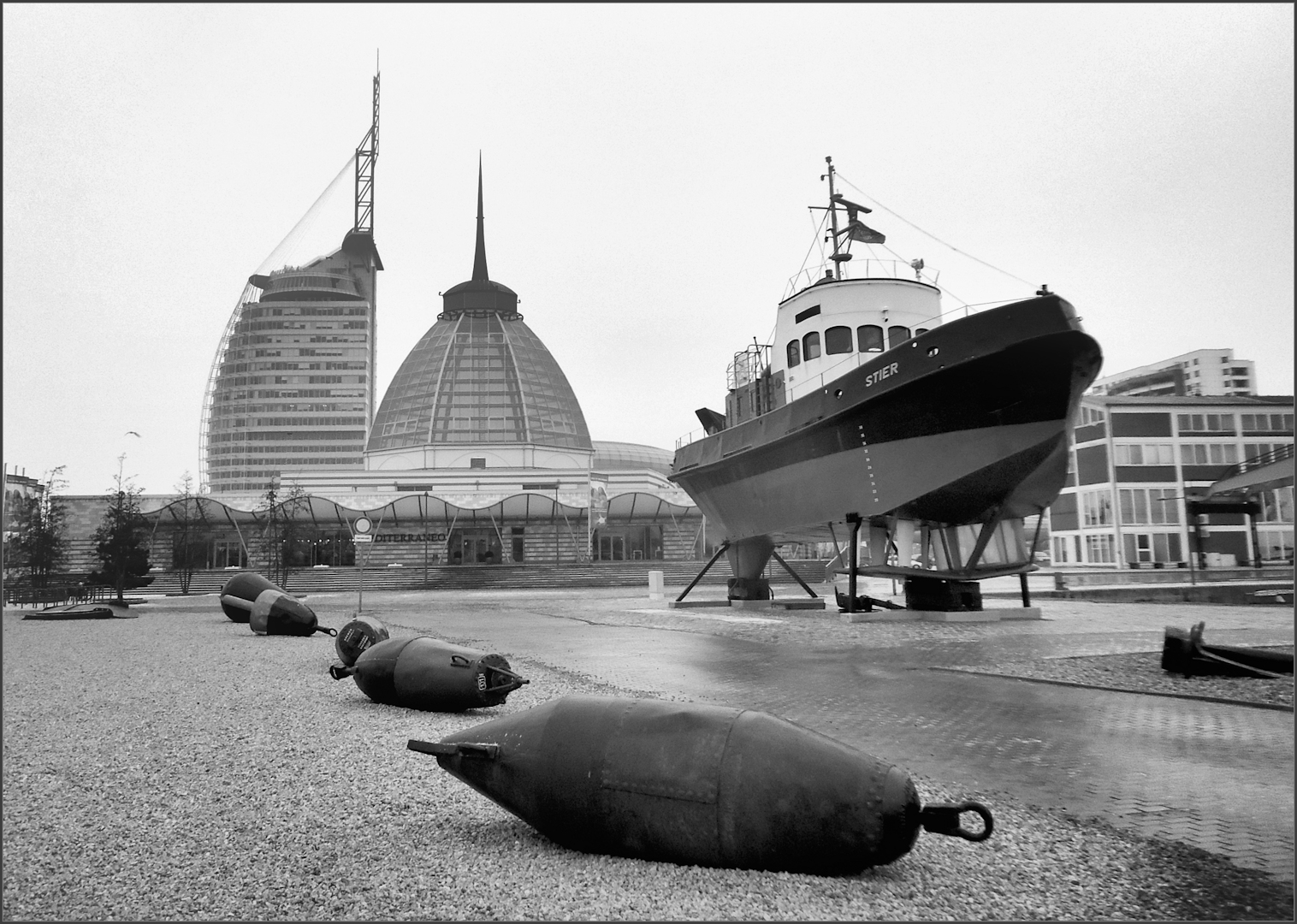 SW: Ein Stier am Museumshafen in Bremerhaven