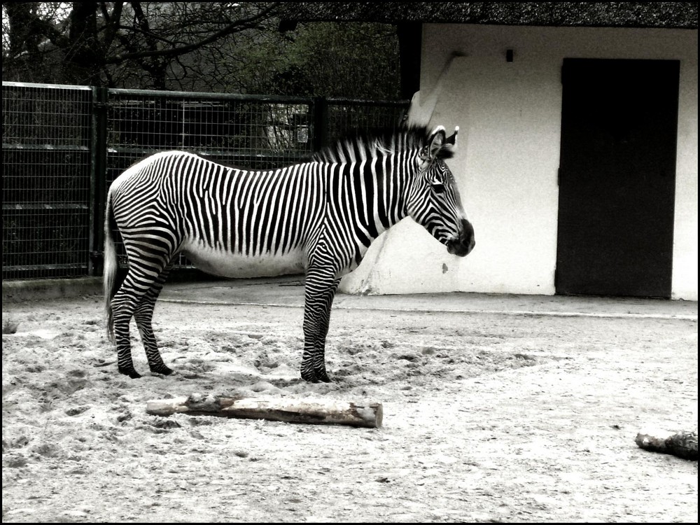 S/W - ein Zebra.